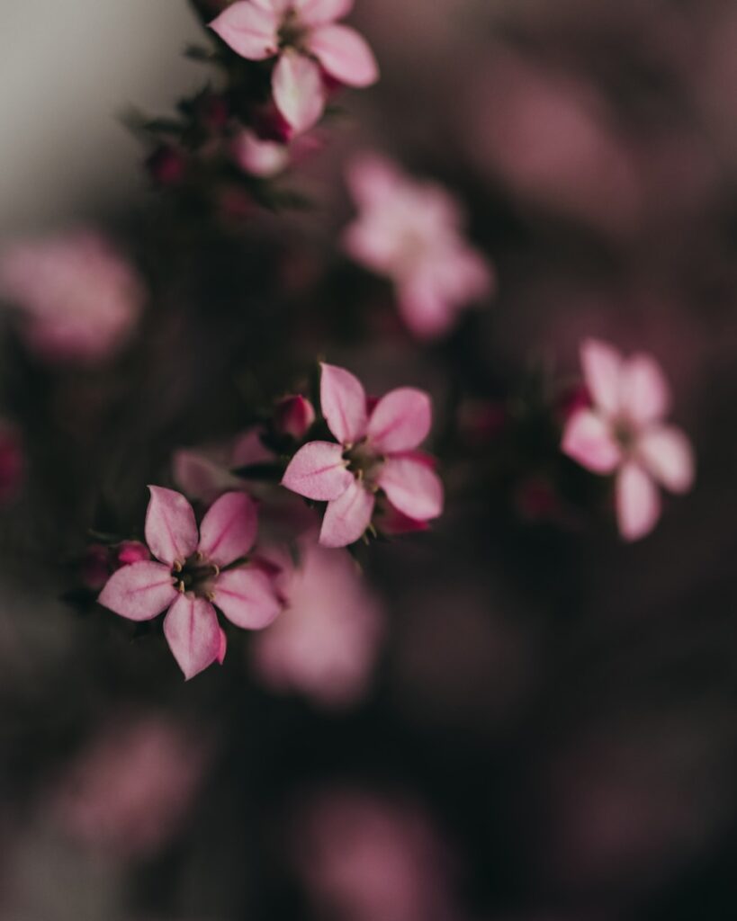Delicate pink flowers bloom beautifully in the light.