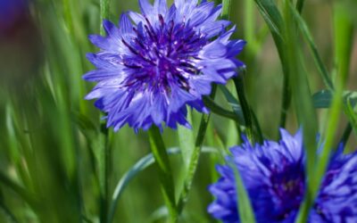 Fleur bleue