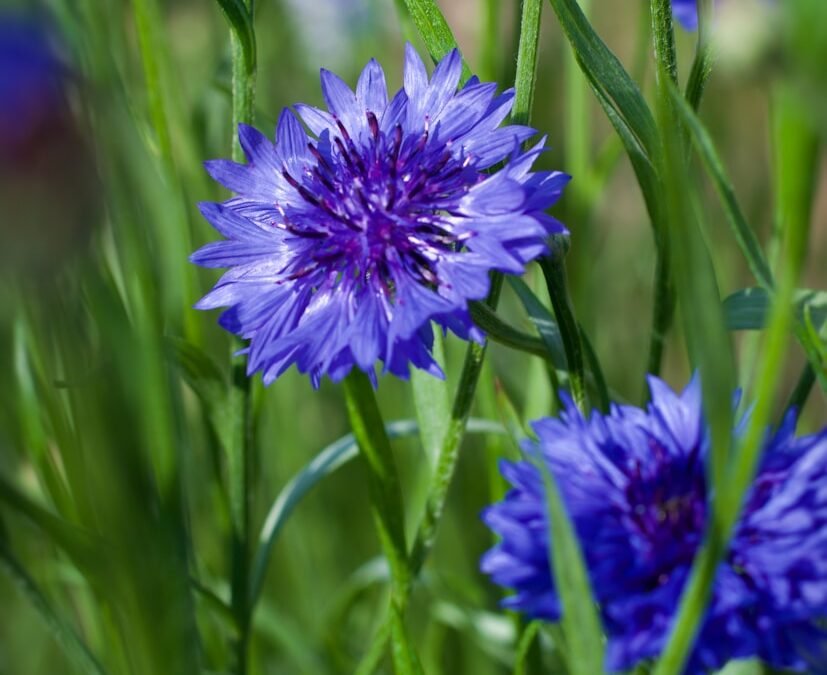 Fleur bleue